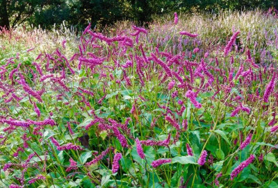 Persicaria ampl. 'Janet'.jpg