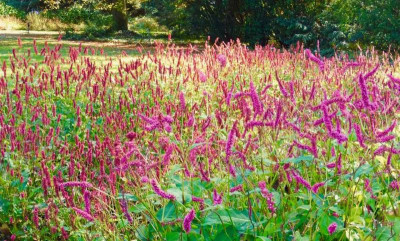 Persicaria 'Janet' rechts.jpg