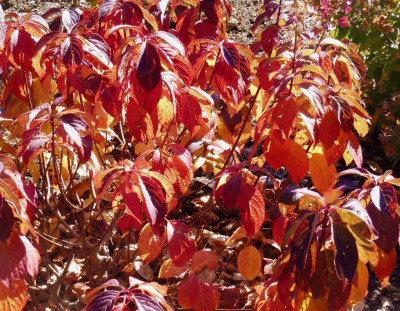 Hydrangea pan. 'Magical Flame'.jpg