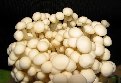 Enoki-Pilze_Febr.07_004.jpg