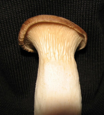 Krauterling-_Febr.07_009.jpg