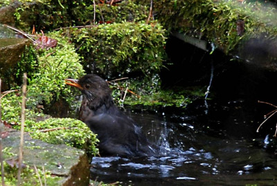 Baden-im-Februar-2.jpg