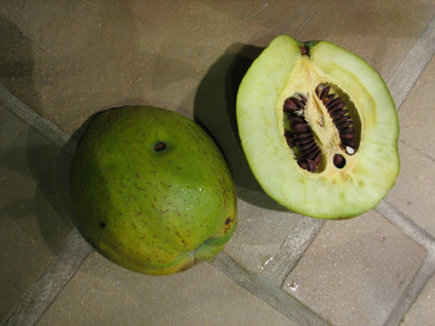 Chaenom.cathy.Frucht5.jpg