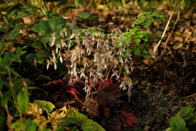 DSCF4091_2712.JPG