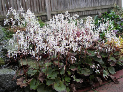 Saxifraga cortusifolia var. fortunei 18.10.2017.JPG