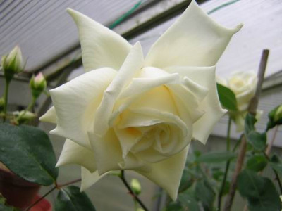 DSCN32521a.JPG