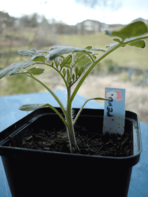 pendulina11.2kn.gif