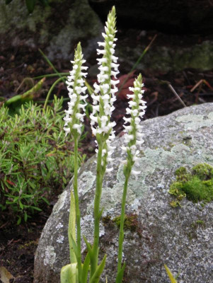 Spiranthes cernua 19.10,2017.JPG