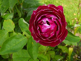 baron_girod_de_l_ain2.jpg