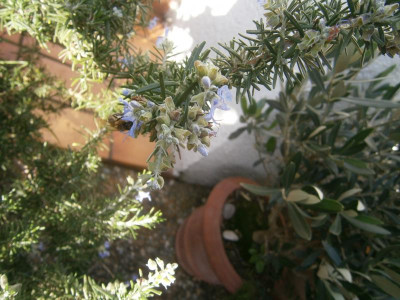 Insekten Okt17 005.JPG