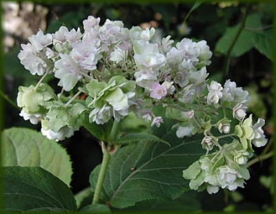 Hydrangea_involucrata_Hortensis.JPG