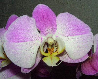 Phalaenopsis_01-07.jpg