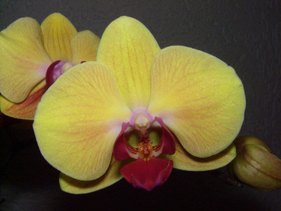 Phalaenopsis_02-07.jpg