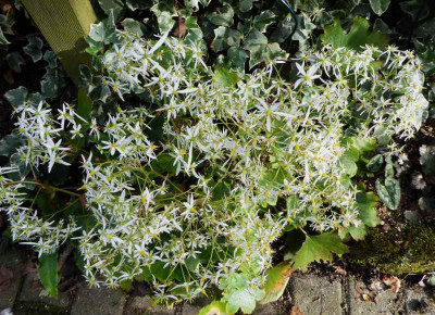 Saxifraga cortusifolia var. fortunei ...  12.10.17 003.jpg