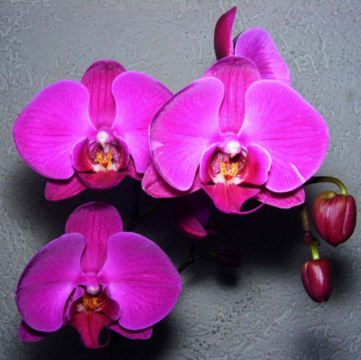 Phalaenopsis_03-07.jpg