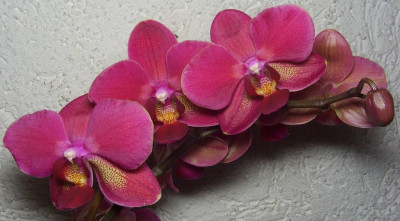 Phalaenopsis_04-07.jpg
