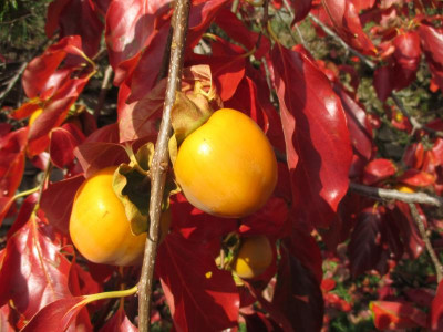 Diospyros kaki 20171018_01.JPG