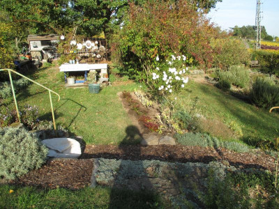 Hecke Berberis atropurpurea Nana 20171017_06.JPG