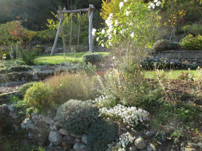 Hecke Berberis atropurpurea Nana 20171017_07.JPG
