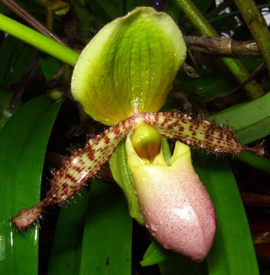 Paphiopedilum_Pinocchio.jpg
