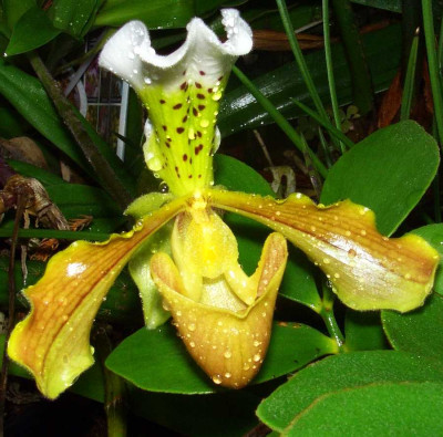 Paphiopedilum_insigne_07.jpg