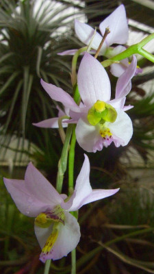 Barkeria_melanocaulon_07.jpg