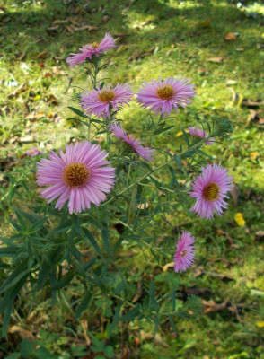 2017-10-15 11.30.34.jpg