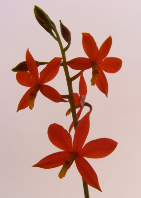 Encyclia_vitellina_Gegenlicht.jpg