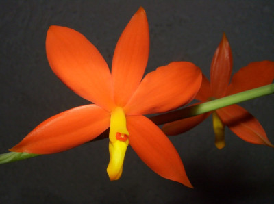 Encyclia_vitellina_Einzelblute_07.jpg