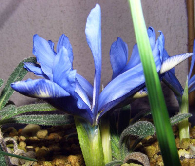 Iris_histrioides_Angels_Tears.jpg