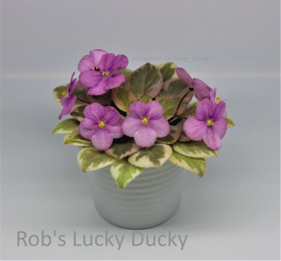 Rob's_Lucky_Ducky_sm_leaf_chimera_2017-10-15.jpg