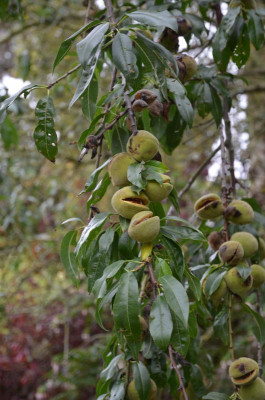 DSC_6742.JPG