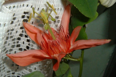 passiflora_aurantia_150704_cut_700.jpg