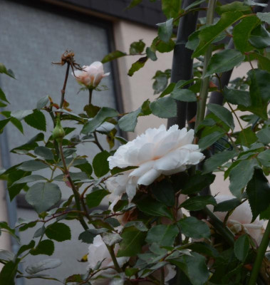 Rose-Sabrina.17-4.jpg