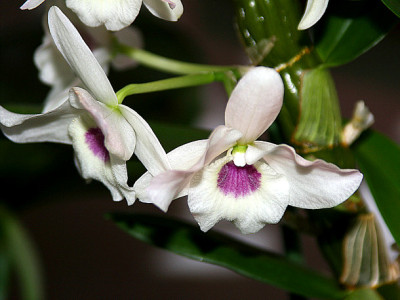 Orchi_Dendrobium020780.jpg