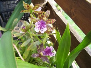 100_0342_-_Orchidee_3.jpg