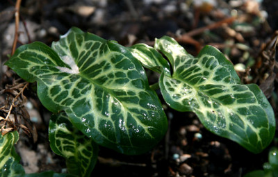 St_Arum0207.jpg