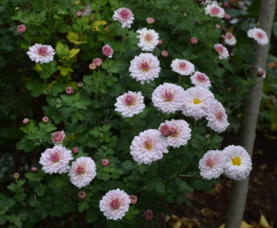 Chrysanthemum-Julia.17-1.jpg
