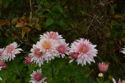 Chrysanthemum-Sämling.17-1.jpg