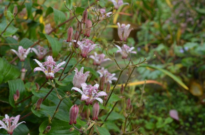 Tricyrtis_formosana.17-2.jpg
