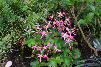 Saxifraga_cortusifolia.17-1.jpg
