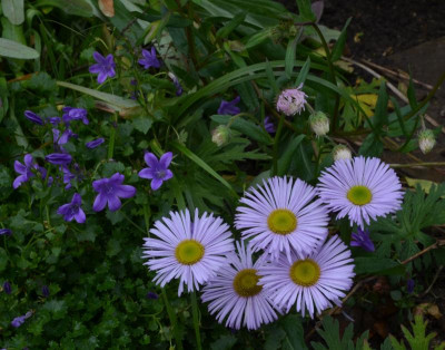 Erigeron-helllila.17-1.jpg