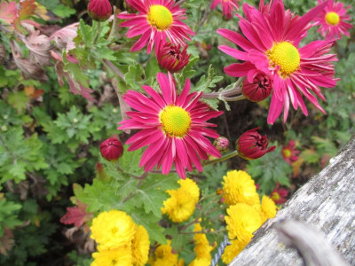 Chrysanthemum Oury 20171021_01.JPG