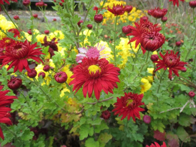 Chrysanthemum Schwabenstolz 20171021_02.JPG