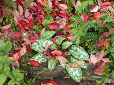 2017-10-21 Gartenimpressionen 1.jpg
