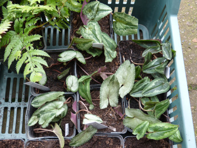 2017-10-21 Cyclamen.jpg