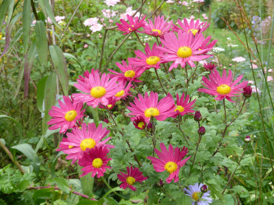 2017-10-21 Chrysanthemum 'Ahlemer Rote'.jpg