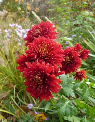2017-10-21 Chrysanthemum 'Brennpunkt'.jpg