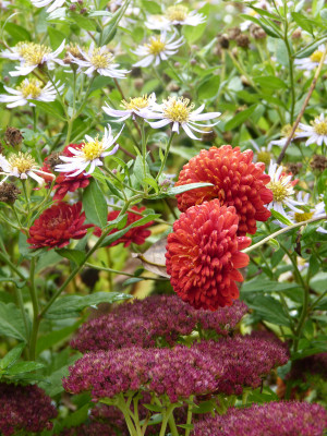 2017-10-21 Chrysanthemum 'Brockenfeuer'.jpg