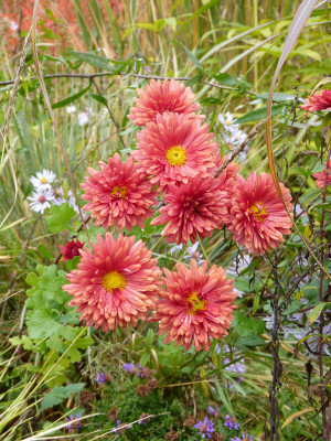 2017-10-21 Chrysanthemum 'Bronzekrone'.jpg